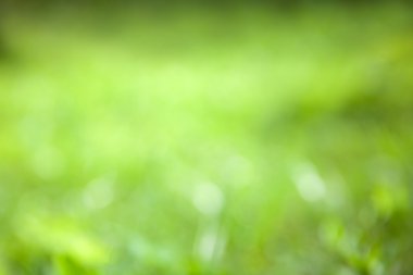 Yeşil bulanık bokeh arka plan