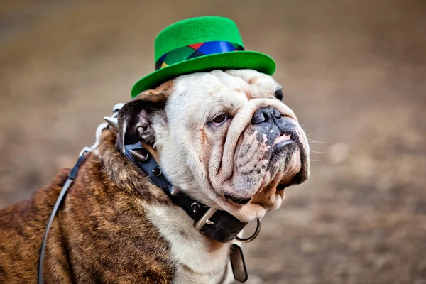 St patricks day hat auf englische Bulldogge — Stockfoto