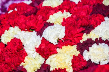 renkli gül arka plan