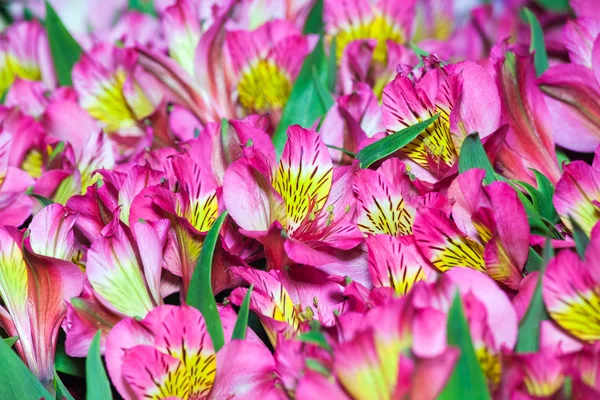 Alstroemeria çiçek arka plan — Stok fotoğraf