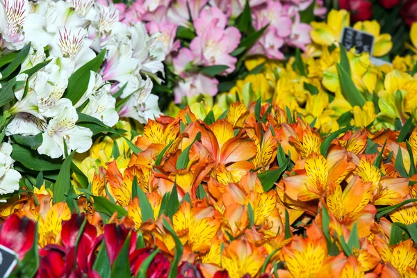 Alstroemeria bloemen achtergrond — Stockfoto