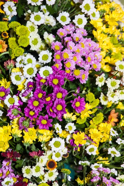 Wilde bloemen kleurrijke achtergrond — Stockfoto