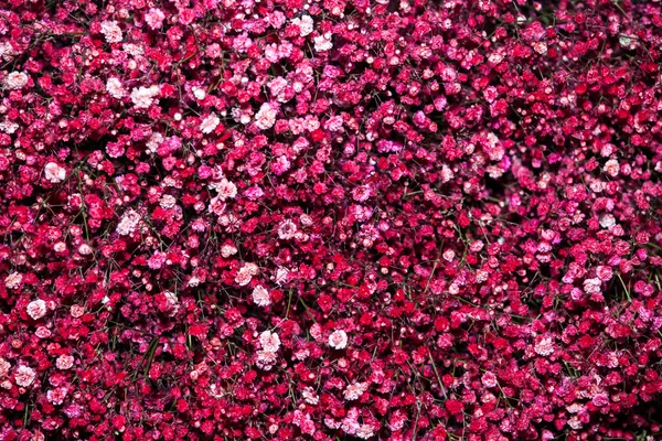 赤いカスミソウの花 — ストック写真