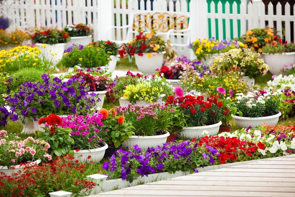 Des fleurs de jardin de différentes couleurs dans des pots — Photo