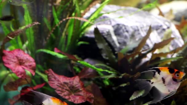 Fish in aquarium — Stock Video