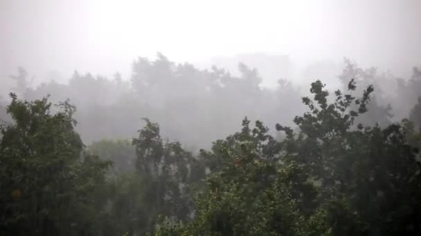 Tropický déšť bouře v městě — Stock video