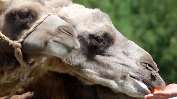 Füttern der Kamele auf dem Bauernhof — Stockvideo