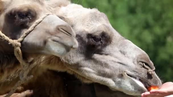 Alimentar a los camellos en la granja — Vídeo de stock