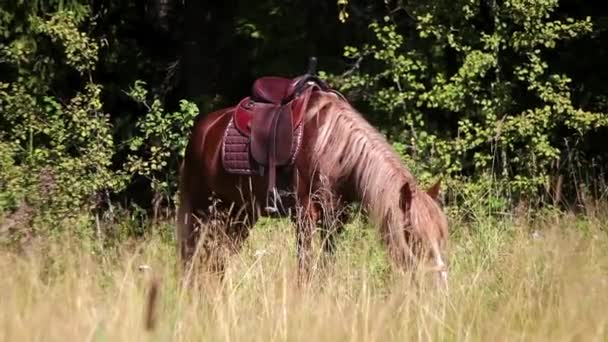 Hästbete på fältet — Stockvideo