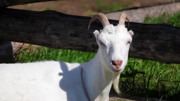 Close up goat on the farm — Stock Video