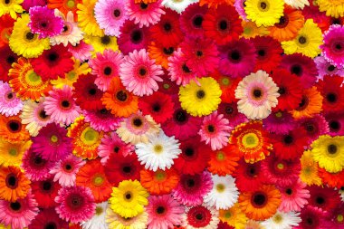 Arka plan renkli gerbera çiçekleri