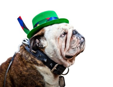 İngilizce bulldog St Patrick's Day şapka