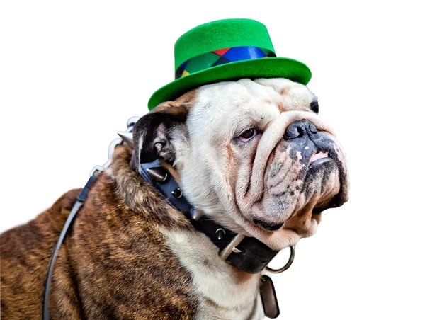 English bulldog wearing St Patrick's Day hat Royalty Free Stock Photos