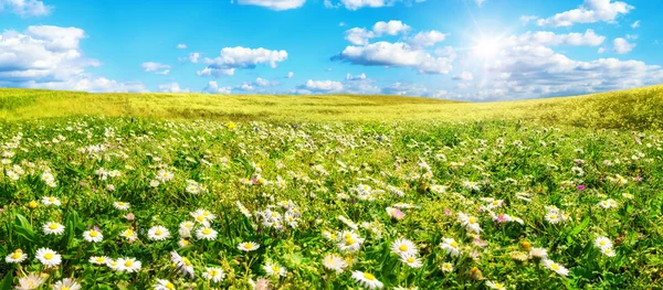 Solen skiner på en stor äng med blommor — Stockfoto