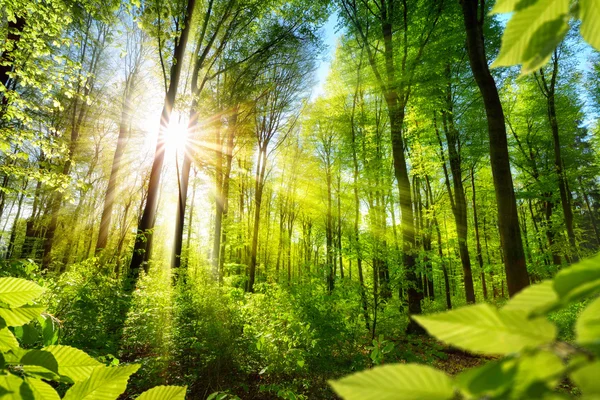 Folhagem iluminada pelo sol na floresta — Fotografia de Stock