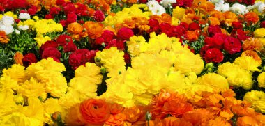 Flower bed with rows of vibrant colors clipart