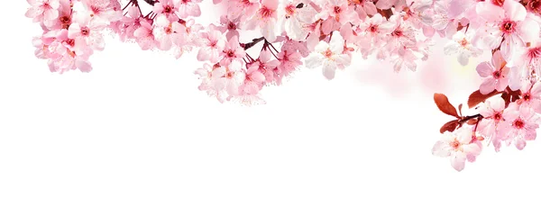 Мрійливі вишневі квіти ізольовані на білому — стокове фото