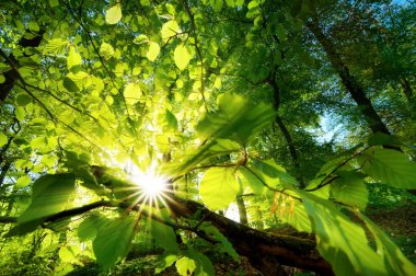 Rays of sunlight beautifully shining through green leaves clipart
