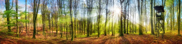 El sol brillando en un bosque en primavera, amplio panorama — Foto de Stock