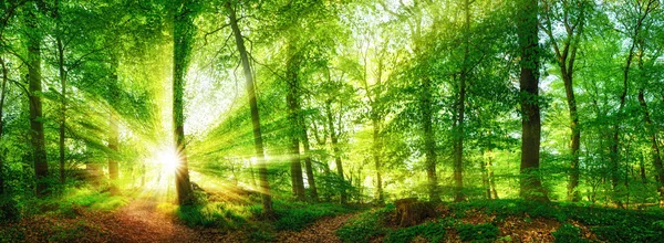 Panorama del bosque con el sol brillando a través del follaje — Foto de Stock