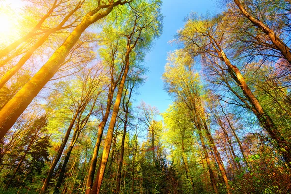 Paisagem florestal colorida e ensolarada — Fotografia de Stock