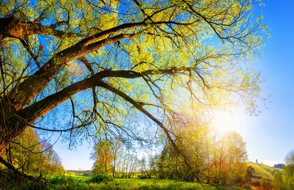 Paisaje rural con árbol viejo por la mañana — Foto de Stock