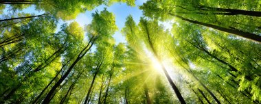 Yeşil ağaç tepelerinin üzerinde büyüleyici güneş ışığı