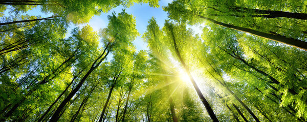 Enchanting sunshine on green treetops