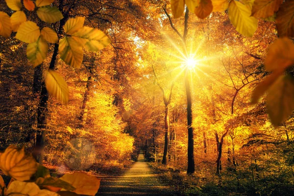 Красивый осенний солнечный свет в лесу — стоковое фото