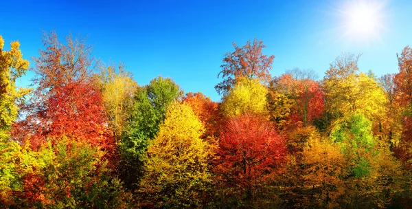 Autumn'un en iyi havalarda çok renkli ağaçlar — Stok fotoğraf