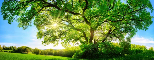 Egy fenséges tölgyfa keresztül süt a nap — Stock Fotó