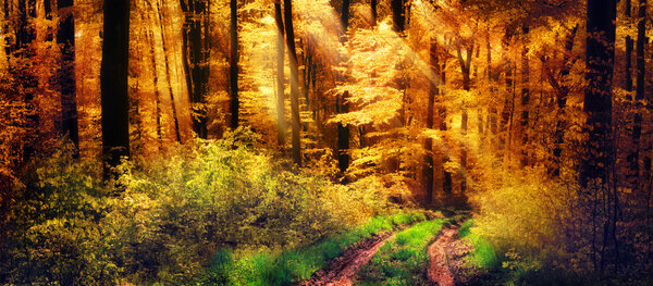 Panorama of a beautiful forest in autumn colours, with warm rays of light falling unto a path