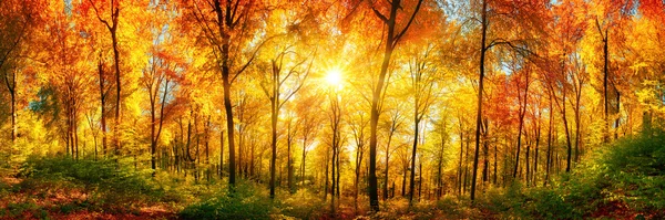 Panorama florestal no outono — Fotografia de Stock