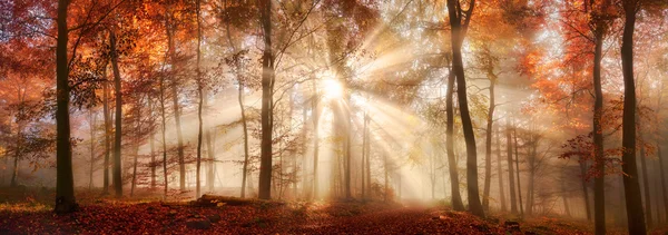Луч солнца в туманном осеннем лесу — стоковое фото