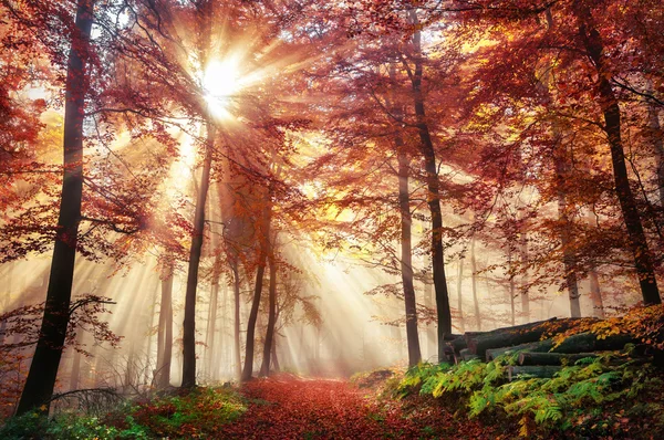 Raios solares estourando em uma floresta nebulosa de outono — Fotografia de Stock