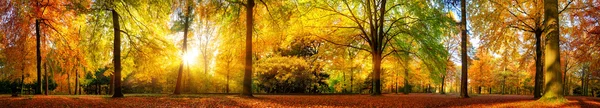 Gorgeous forest panorama in autumn