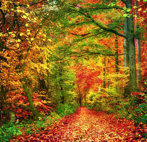 Scena Colorful Las jesienią — Zdjęcie stockowe