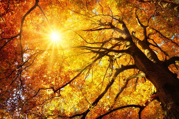 Autumn sun shining through a majestic beech tree — Stock Photo, Image