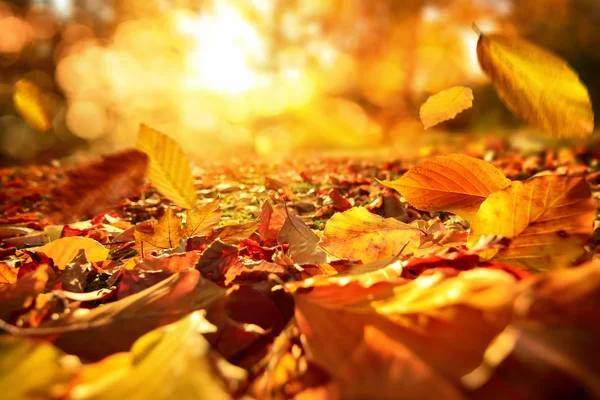 Caindo Folhas de outono em luz solar animada — Fotografia de Stock