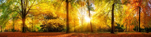 Panorama van het prachtige bos in de herfst — Stockfoto