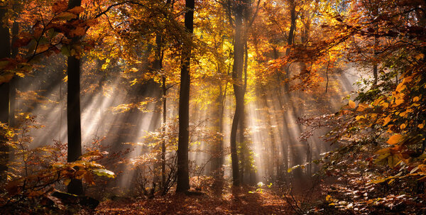 Rays of sunlight in a misty forest in autumn create a magical mood in russet colors