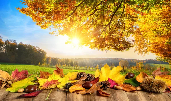Autumn concept with leaves and landscape — Stock Photo, Image
