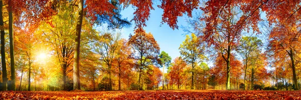 Πανόραμα πολύχρωμο δάσος το φθινόπωρο — Φωτογραφία Αρχείου