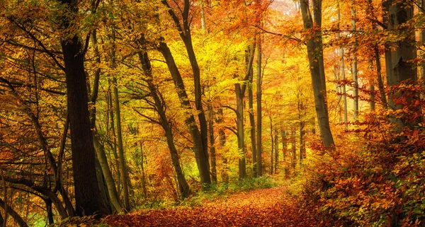 Bosque otoñal con colores cálidos — Foto de Stock