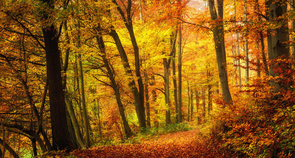 Autumn forest scenery with warm colors and a footpath covered in leaves leading into the scene
