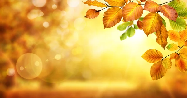 Foglie d'autunno su scintillante sfondo bokeh — Foto Stock