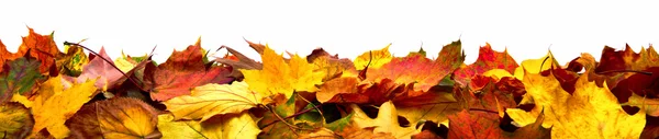 Isolato autunno foglie banner — Foto Stock