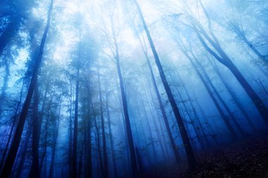 sisli bir ahşap havasında Blue twilight