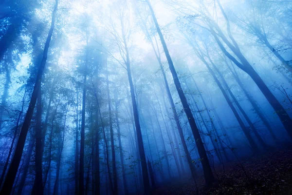 Modrý soumrak nálada v mlhavé dřevo — Stock fotografie