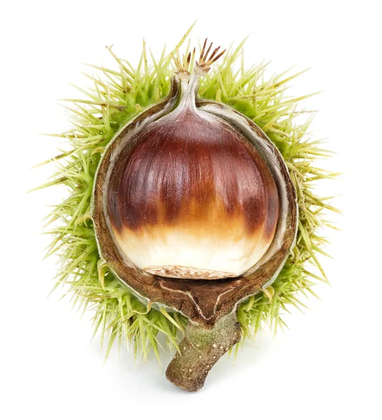 Isolated chestnut — Stock Photo, Image